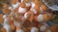 /album/finger-food/ff-spiedini-jpg/
